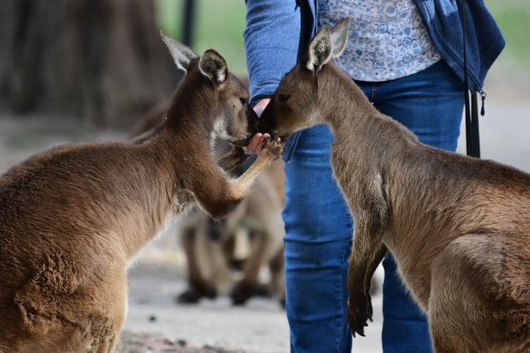 Ballarat Wildlife & Sovereign Hill Goldmine Township