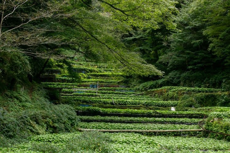Local Connections: Farms Of Wasabi & Trout