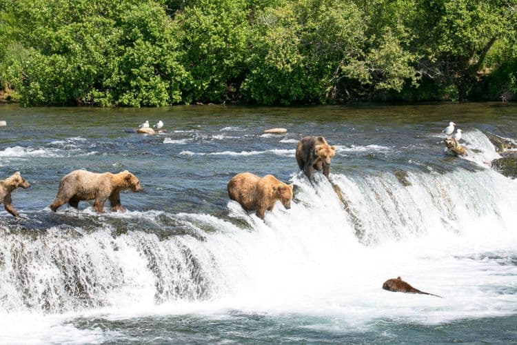 Bear Country Wildlife Experience