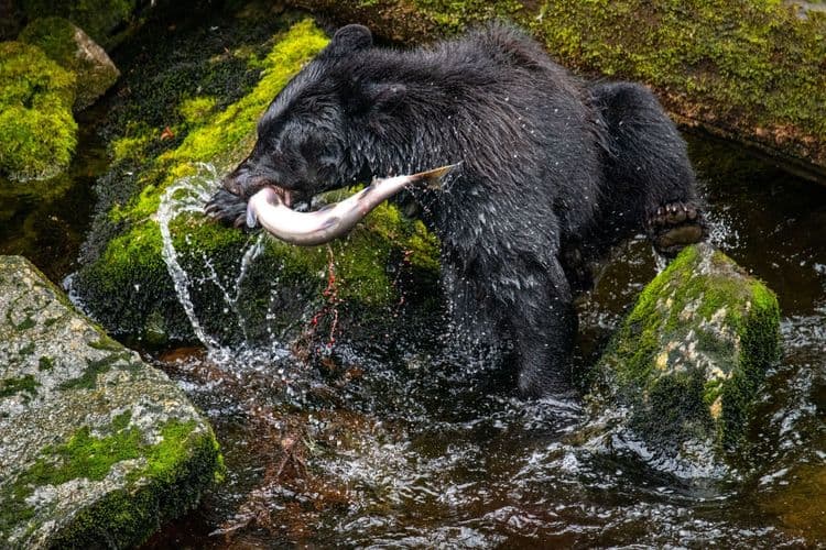 Anan Creek Bear Watching