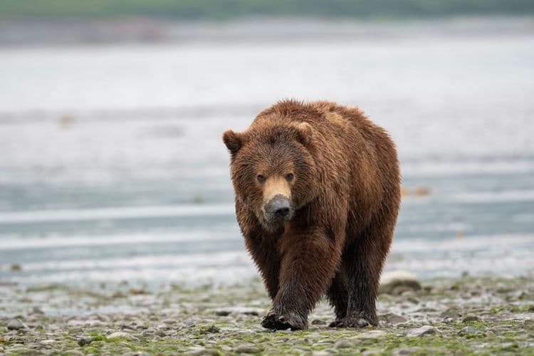 Alaskan Bear Encounter by Land & Sea