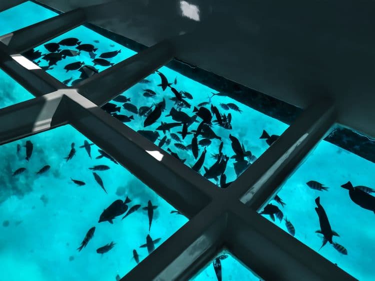 Whitsundays Glass Bottom Boat Experience