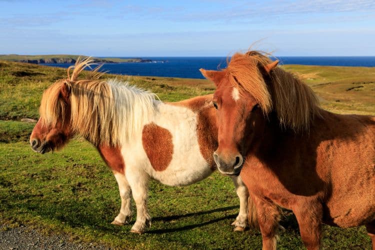 The Shetland Pony Experience