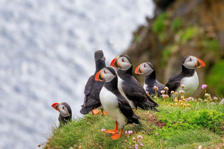 Shetland Seabirds and Seals by Boat