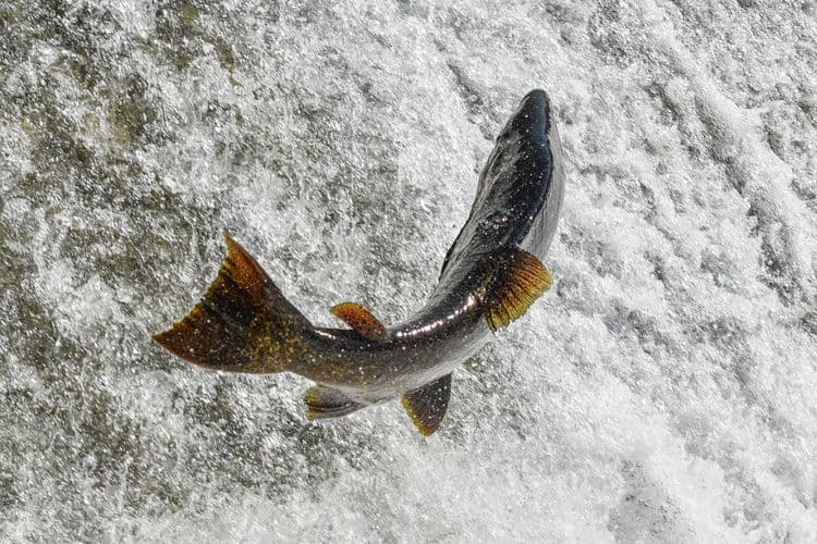 Salmon Capital Sportfishing from Knudson Cove