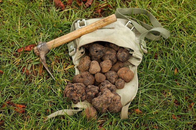 Truffle Hunting in Magical Meteora
